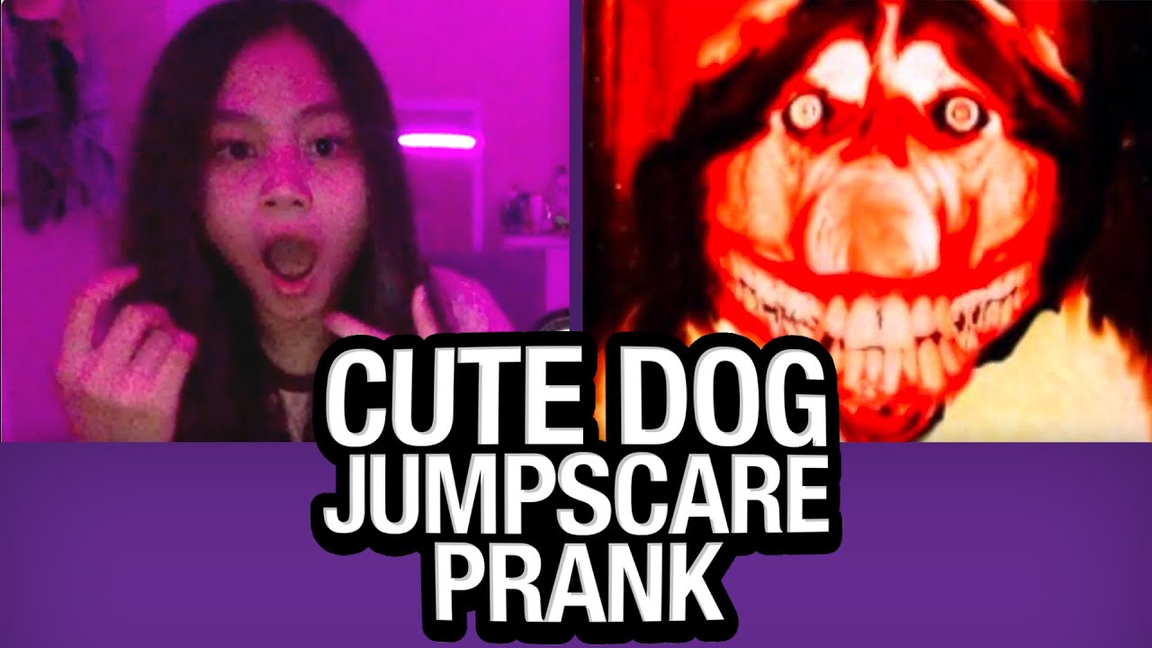Милый розыгрыш с собакой JUMPSCARE на Omegle!