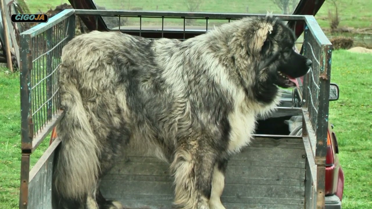 - SOKO VAGNO 77 KG A TEK MU GODINA  KLJAJICI ZADOVOLJNI PLJEVA SIPOVO 2021/DOG CAUCASIAN SHEPHERD