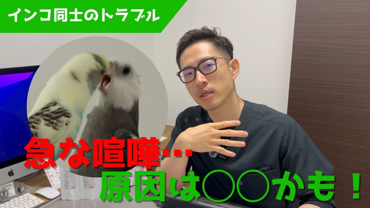 【質問コーナー】多頭飼いのトラブル…喧嘩の原因を見つけられるのはあなたです！