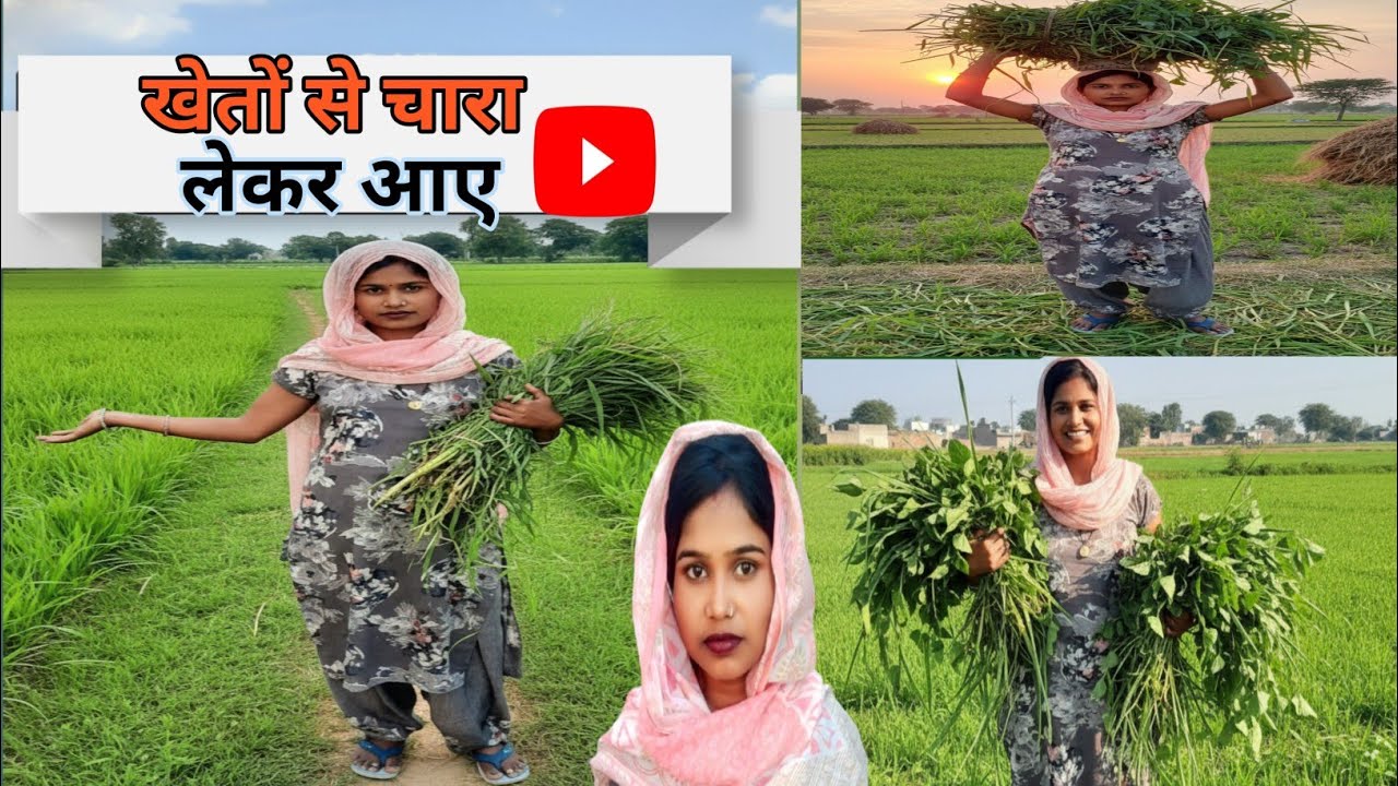 खेतों 🌾 से चारा लेकर आए||Brought Cattle Feed From The Fields🌾