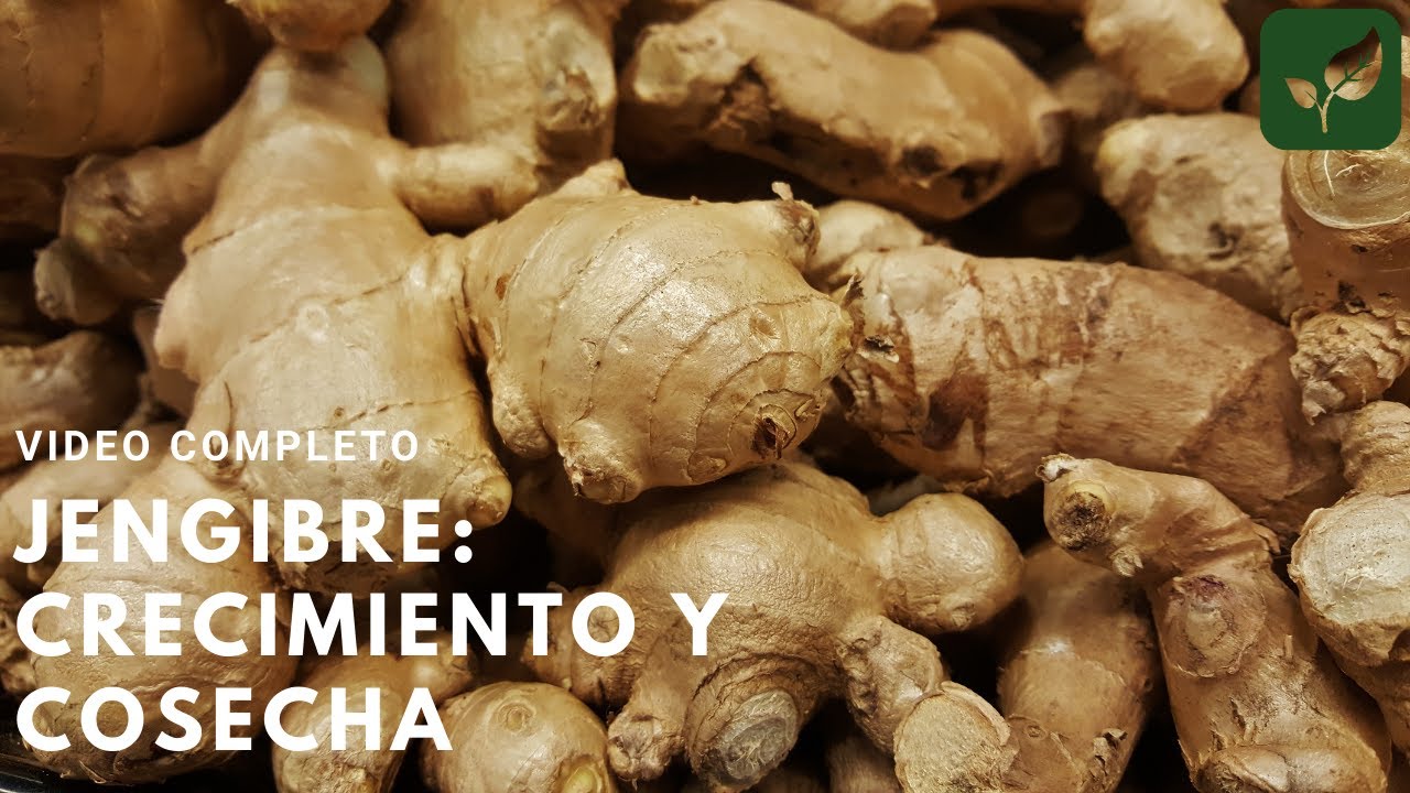 JENGIBRE CÓMO ES SU CRECIMIENTO Y COSECHA COMPLETO PASO A PASO