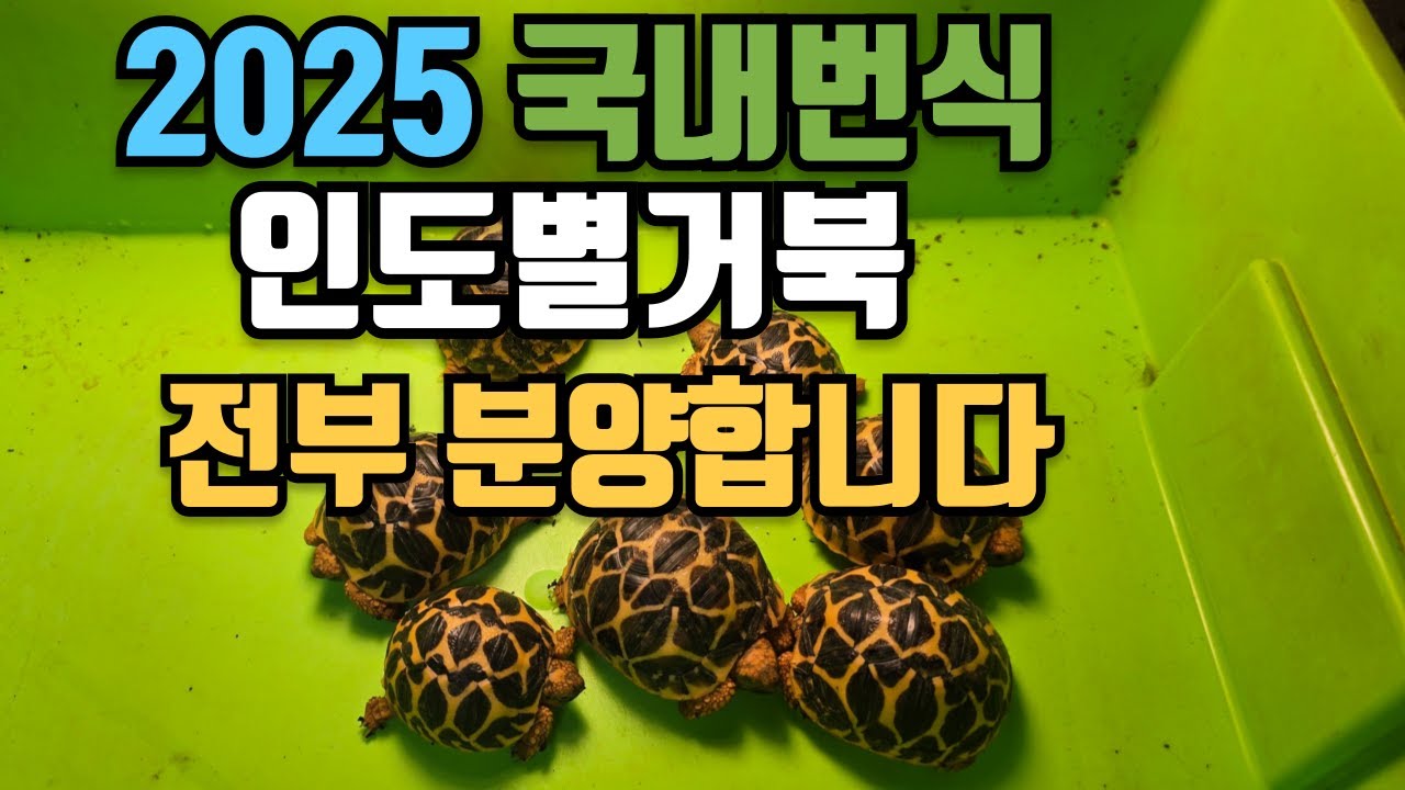 올해 태어난 별거북 육지거북 베이비 전부 분양합니다.너무 귀엽습니다