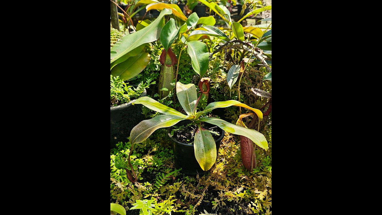 03 Nepenthes northiana x veitchii Pink 260209
