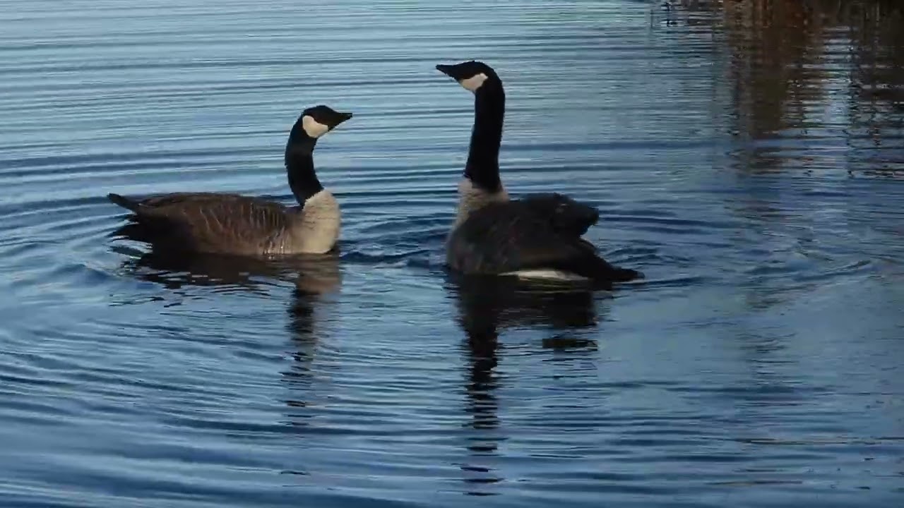 de dans van de canadese gans