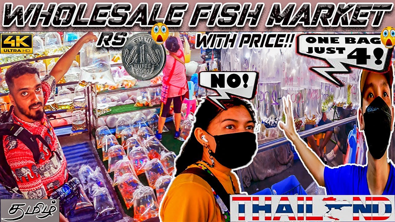 Biggest wholesale aquarium fish market! 🤯 bangkok thailand | imported guppy fish in tamil | molly