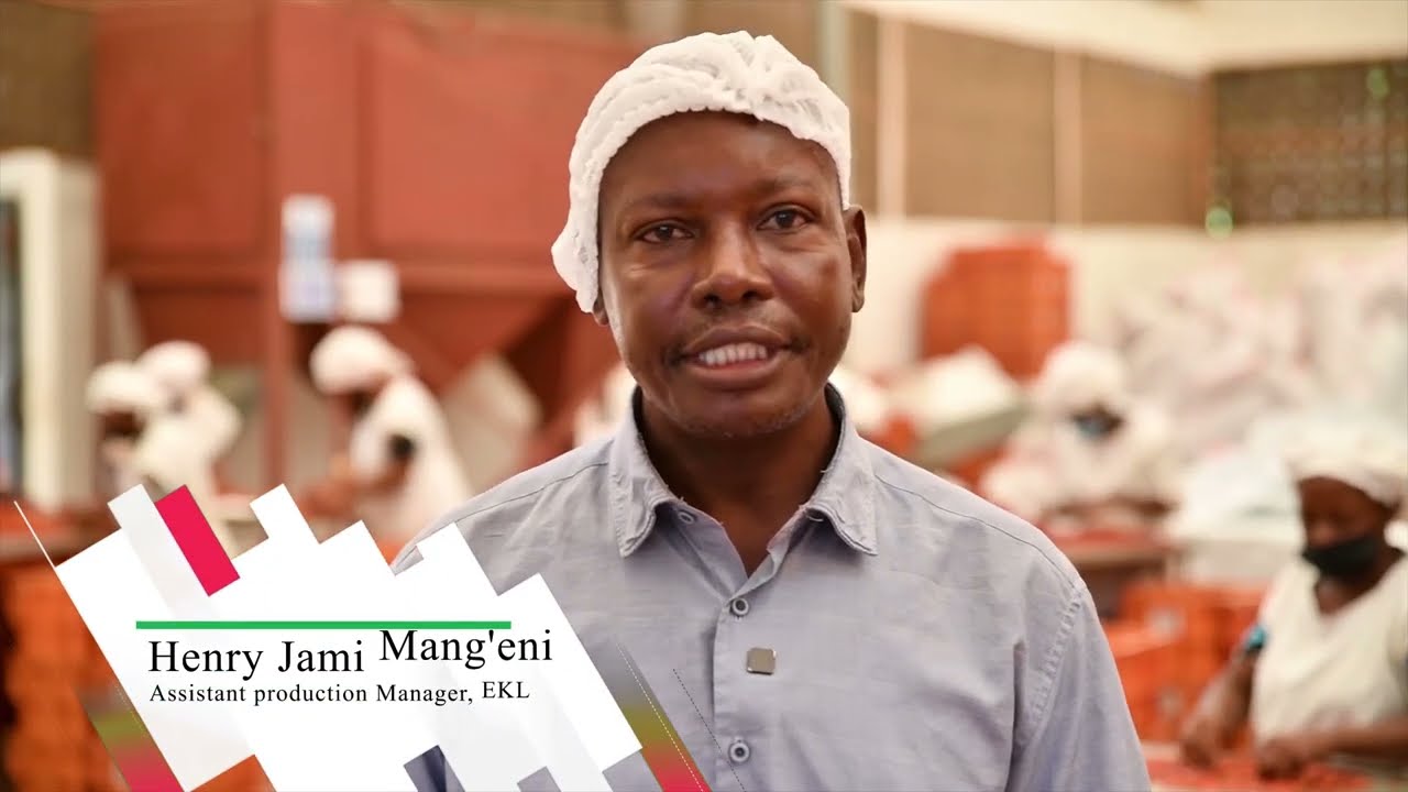Chilli farming & production in Kilifi county