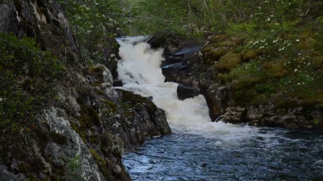 Järvienväliköngäs, Posio 16.6.2024