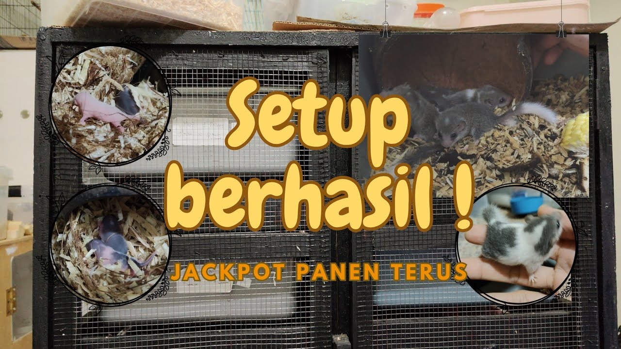 Update kandang baru ternyata banyak jackpot | African Pygmy Dormice #21