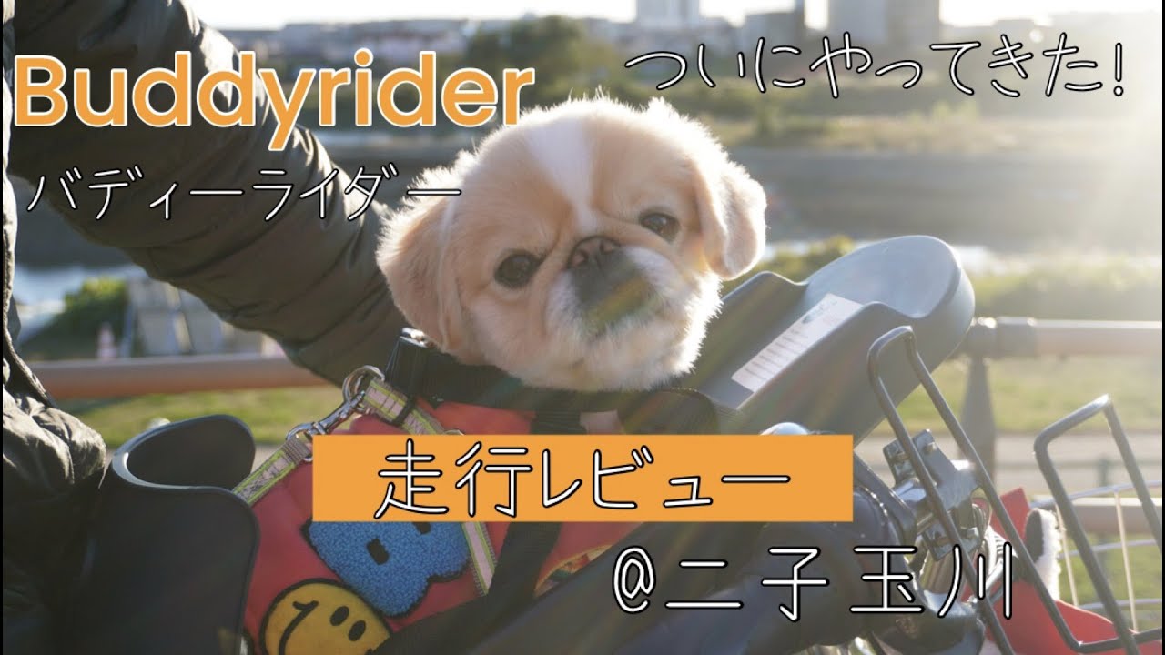 [ペキニーズ]犬用シートベルト♪我が家にバディライダーがやって来た！走行レビューあるよ！[PEKINGESE]
