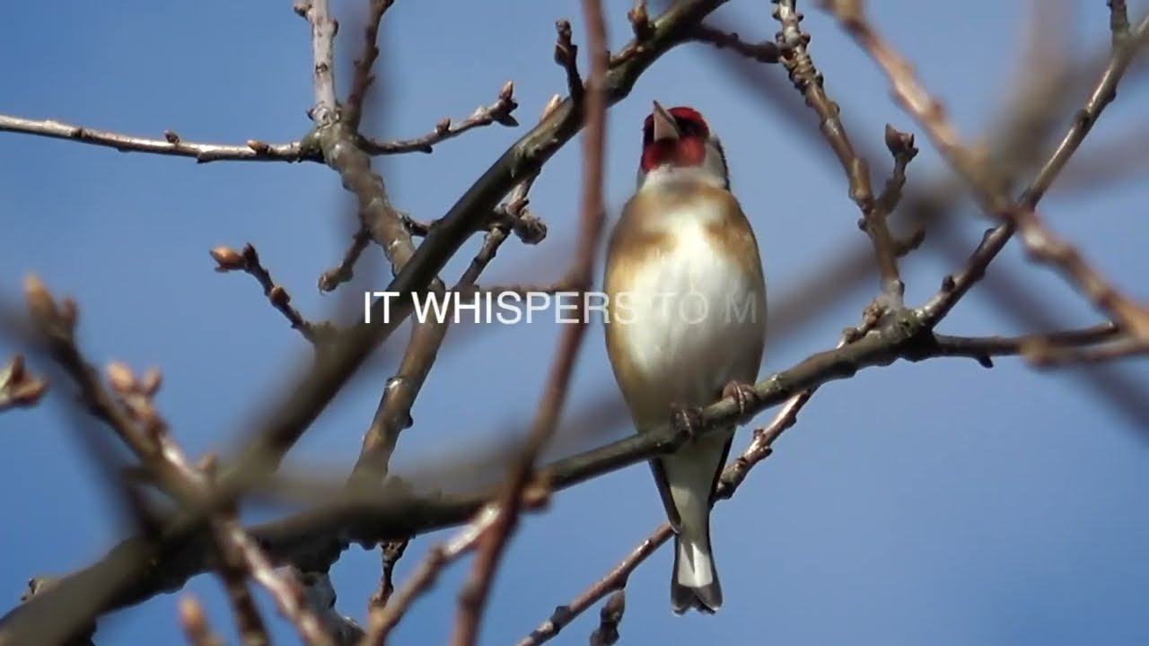 THIS IS MY LAND
