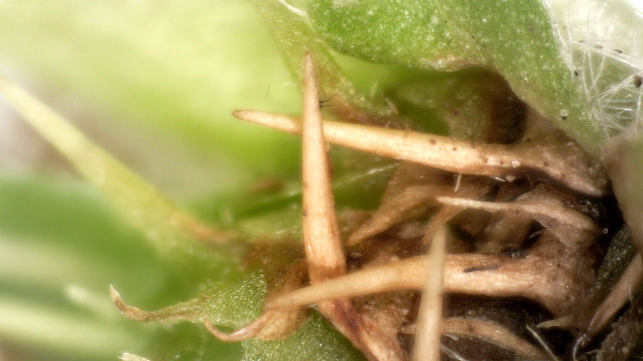Bindis under the microscope