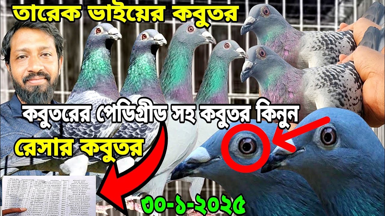 তারেক ভাইয়ের রেসার কবুতর কিনুন, টপ কোয়ালিটির ক্লাবের পেডিগ্রিসহ রেসার কবুতর বিক্রি হবে, mohsintv