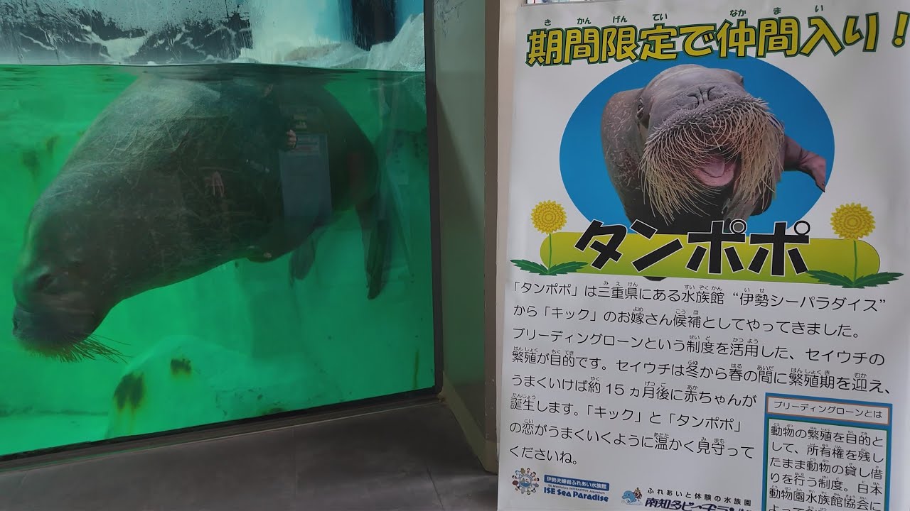嫁入り中のタンポポちゃん　南知多ビーチランド　25.02.17