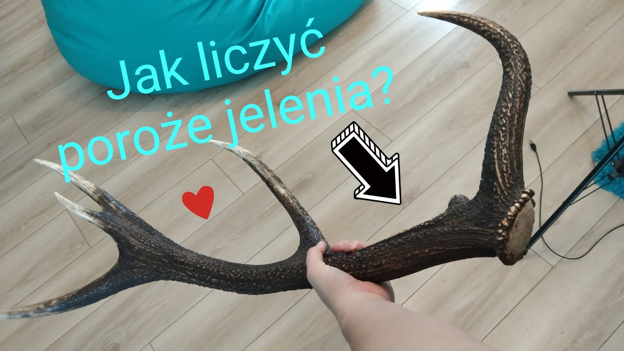 Jak liczyć poroże jelenia?