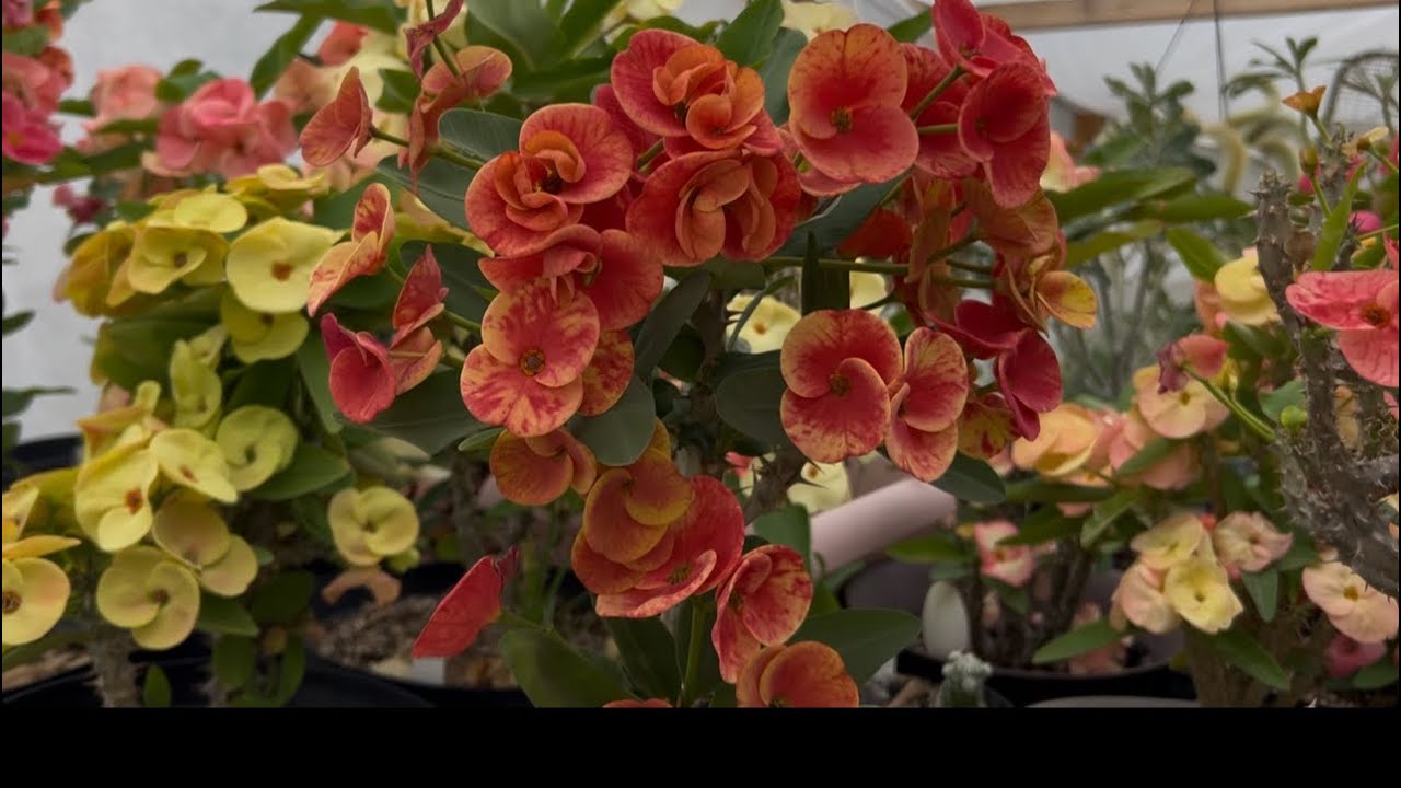 Full floración . Dos días después de bajas temperaturas #coronasdecristo #coronasdecristo 👋🤩😍❤️👑🥰