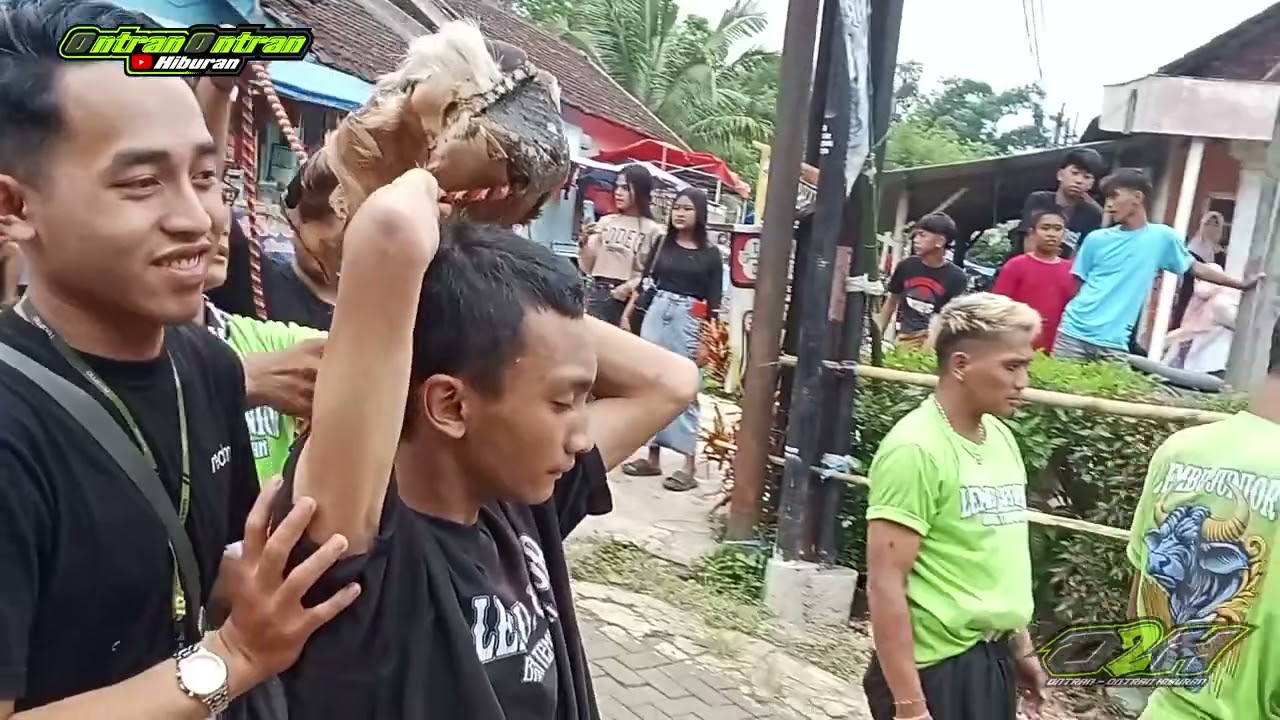 Closingan lembu junior, makin asik n beringas live jembatan GG sate #subscribe #ndadi #youtuber #fyp