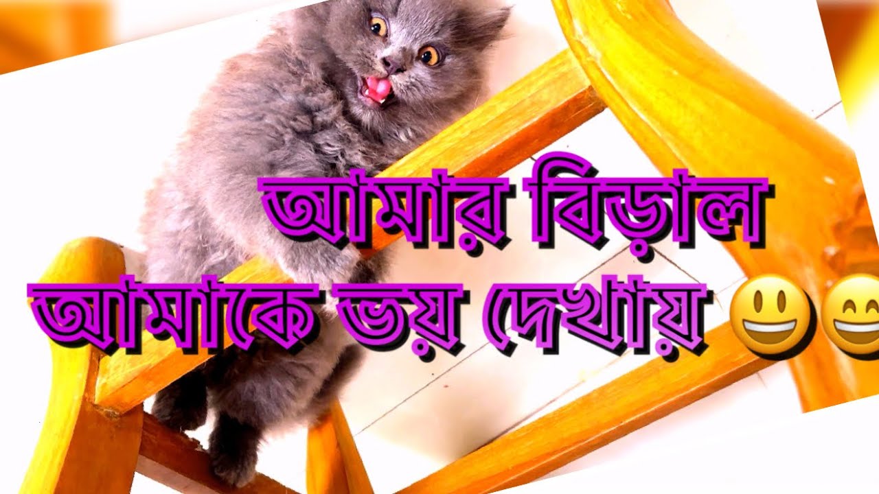 আমার বিড়াল আমাকে কিভাবে ভয় দেখায় #cat #catlover￼