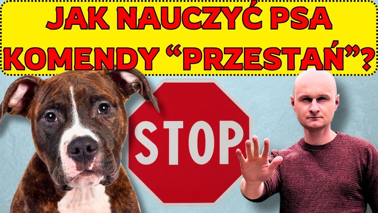 4 etapy nauki komendy PRZESTAŃ + najczęstsze błędy + praktyczne wskazówki + odpowiedzi na pytania