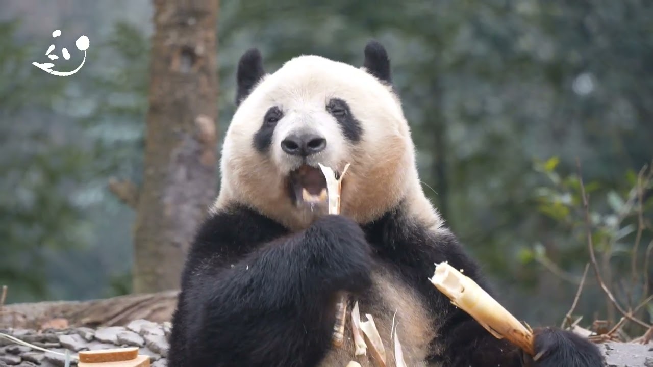 シャンシャンのミッキーみたいな大きな耳、ぷっくり丸くて可愛いだけじゃなく、大切な情報源でもあるんだよ～🎀 