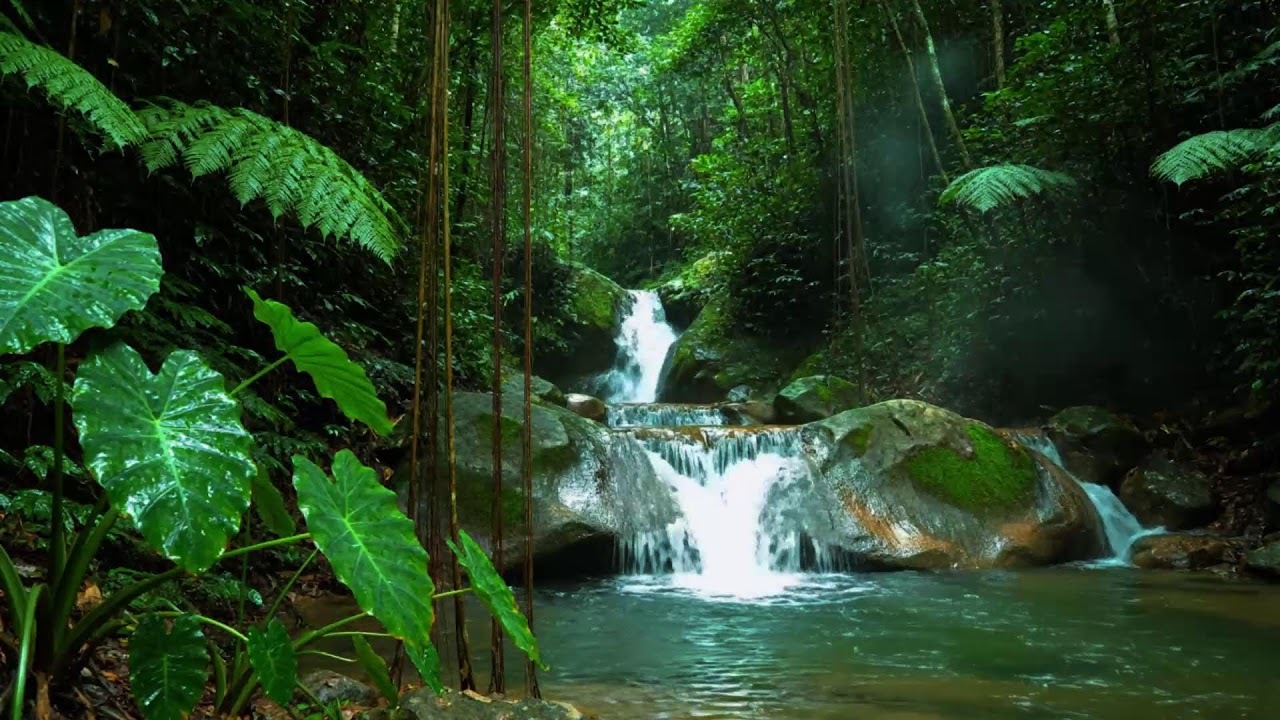 Gentle Woodland Stream and Birdsong | Relaxing Forest Nature Sounds for Focus & Calm