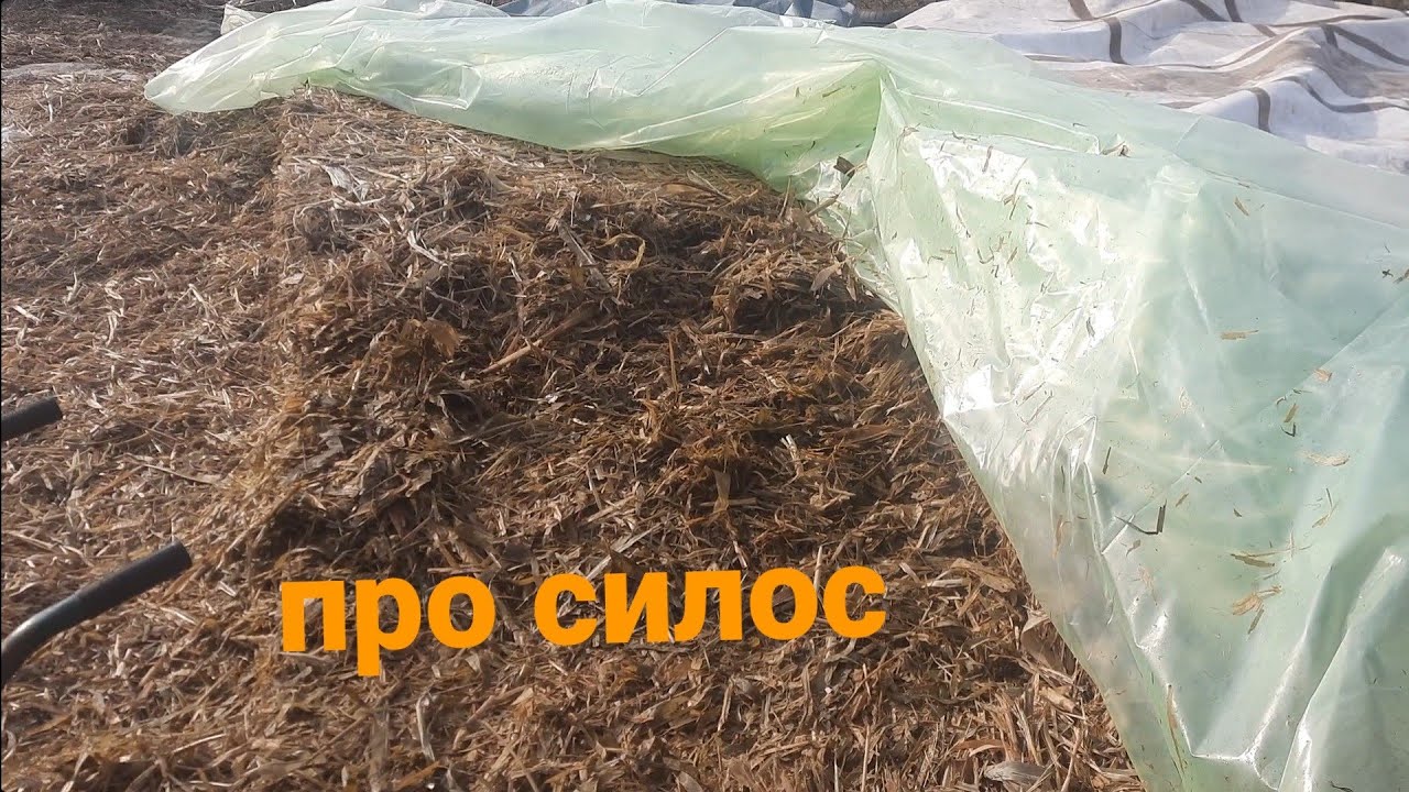 про силос, після ОРКАНУ, висновок