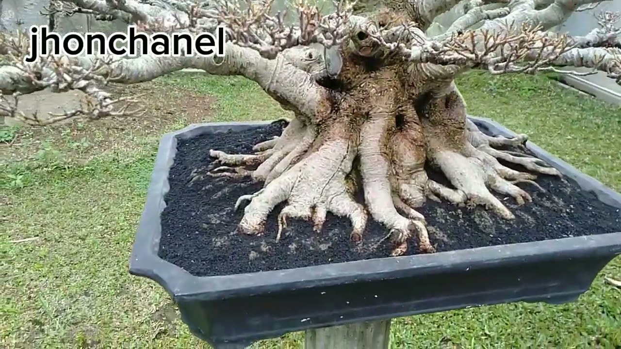 Melody cinta bersama dirimu,, kimeng Tri bonsai..