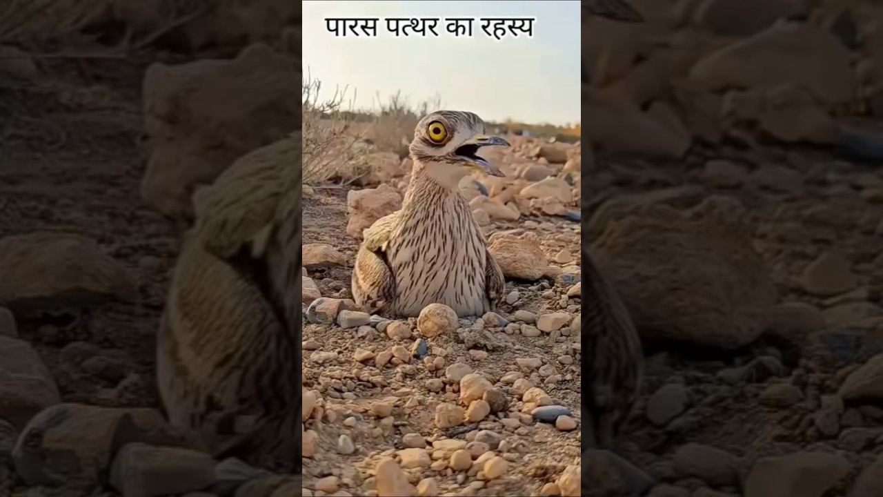 paras stone | paras pathar| पारस पत्थर 😱#rahasya #stone #facts #cartoon
