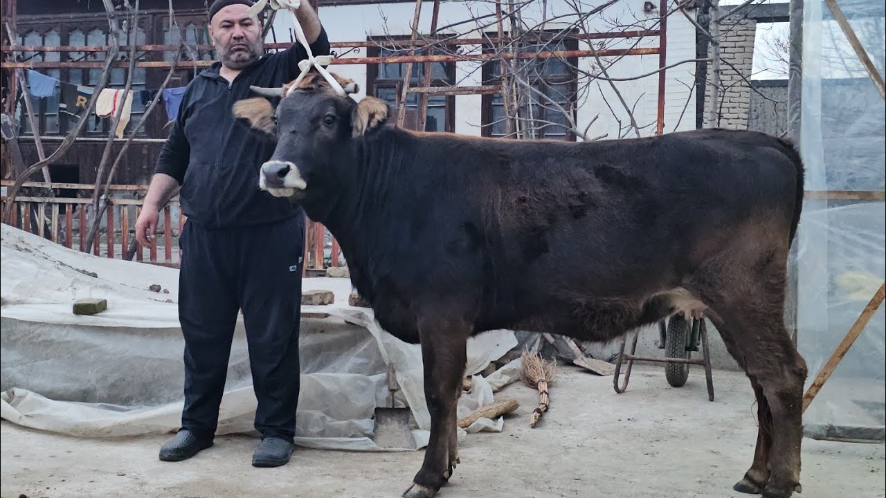 15. 02.2026 SHVEST BO‘G‘OZLAR ZO‘RLARI🔥 POLVON AKADA ARZONLARI SHOSHILAMIZ🔥