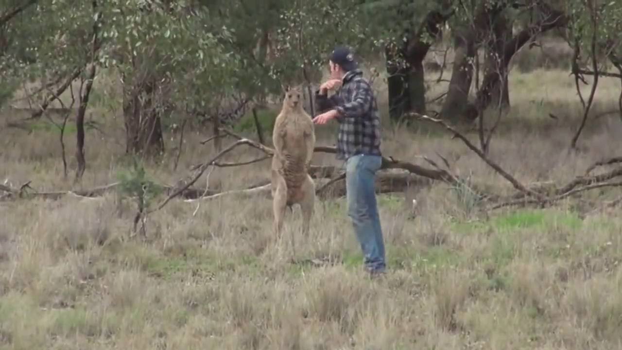 Man vs.Kangaroo (Hombre vs. Canguro).