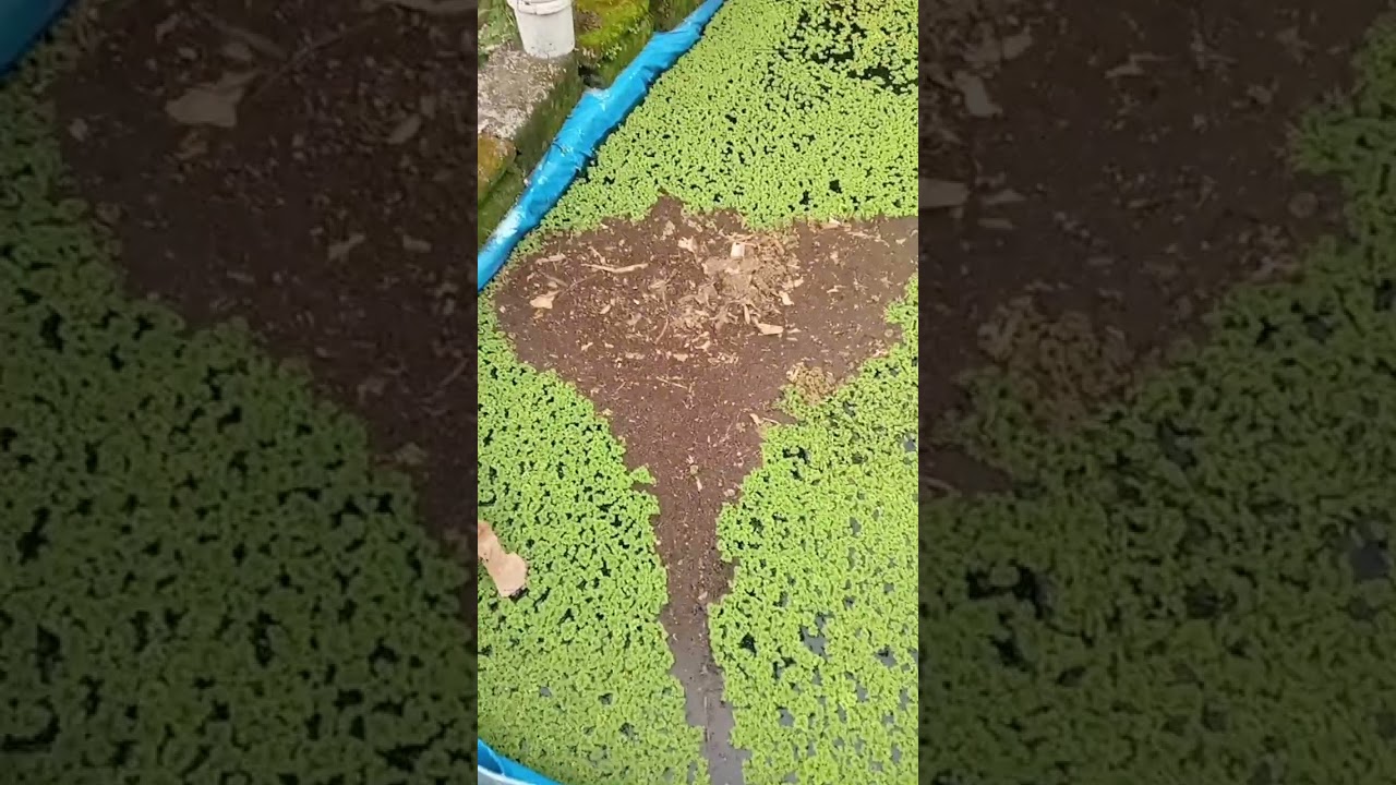 penambahan pupuk agar azolla berkembang lebih cepat 