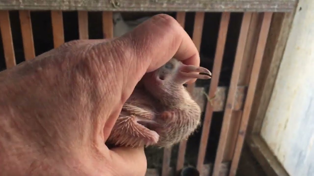 #Pigeons.Про оживление  замёрзших пискунов.