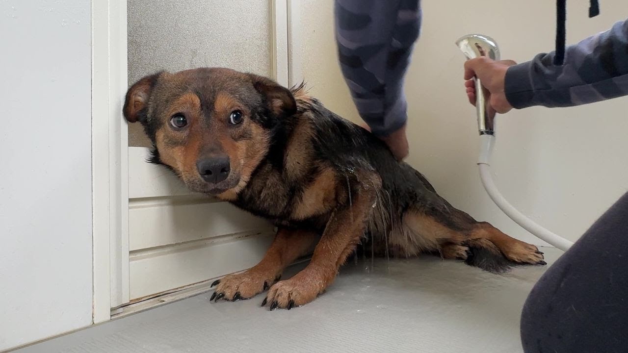 人が怖くて仕方がない保護犬…預かり5ヶ月で初めてシャワーにビビりまくる。