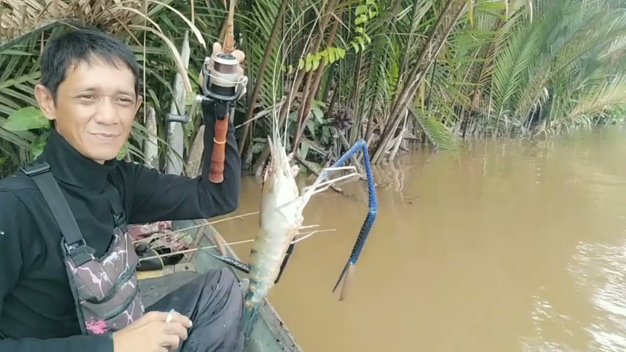 Banyak udang besar nya disini, mancing udang galah di spot udang galah