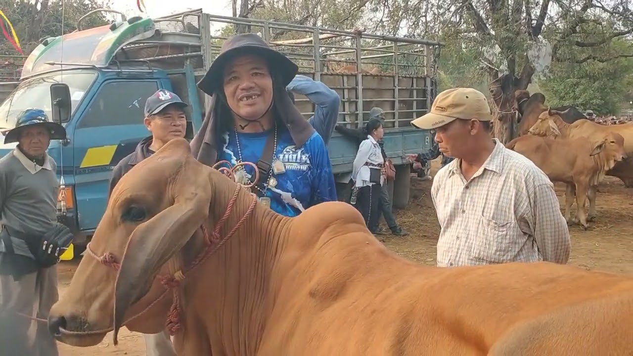 วัวงาม! ตลาดวัวเชียงหวาง นัดนี้เวียดนามมาน้อย 