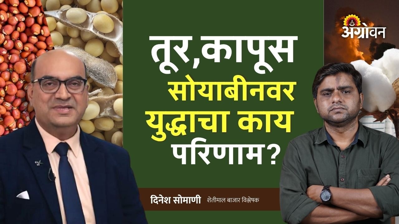 Tur Soybean Cotton Rate:  सोयाबीन आणि कापसाच्या भावातील तेजी आणखी वाढेल का? | Agrowon