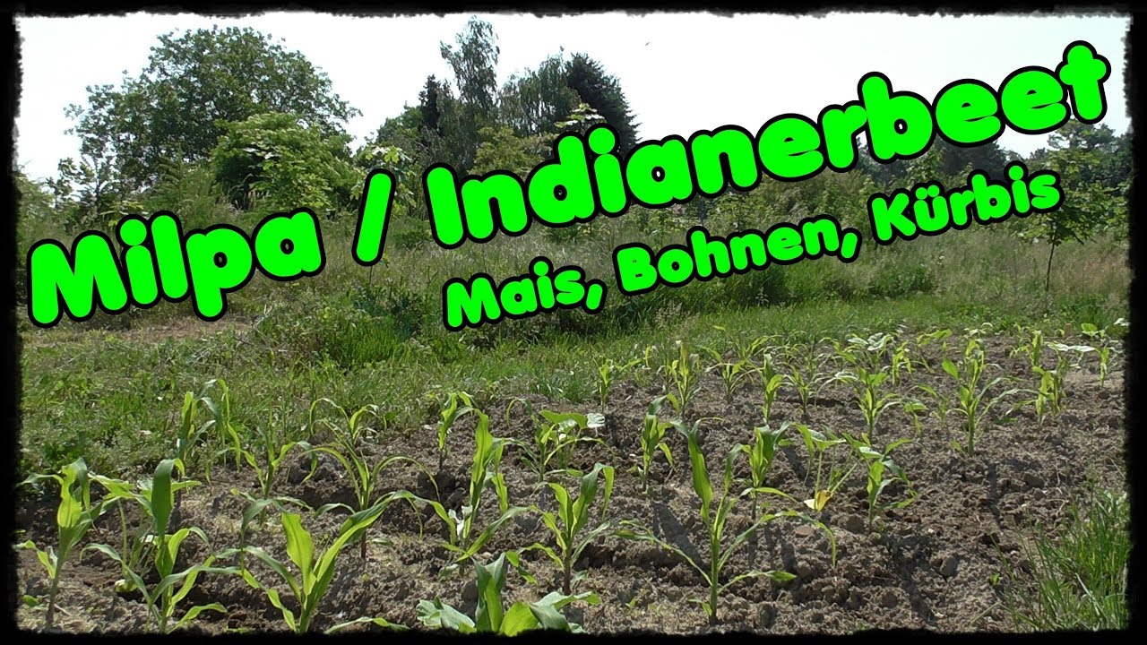 Milpa / Indianerbeet ganz einfach  // Mais, Bohnen, Kürbis // österreichischer Gartenyoutuber