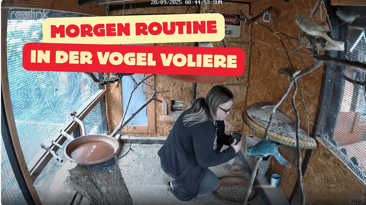 Morgen Routine in unserer Vogelvoliere mit Ziegensittichen, Zebrafinken und Diamanttäubchen.