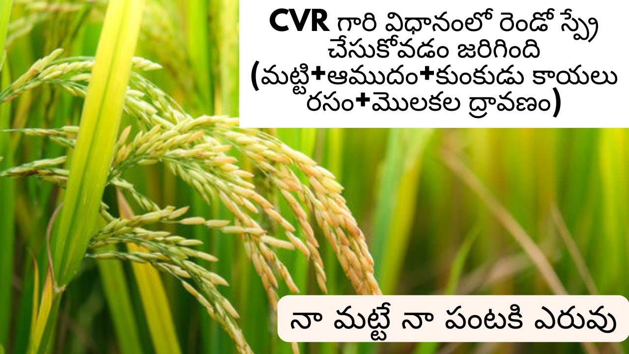 Part-3 ||2nd Spray In Cvr Method (మట్టి+ఆముదం+మొలకల ద్రావణం+కుంకుడుకాయల రసం)||#cvrmethod #vijayram