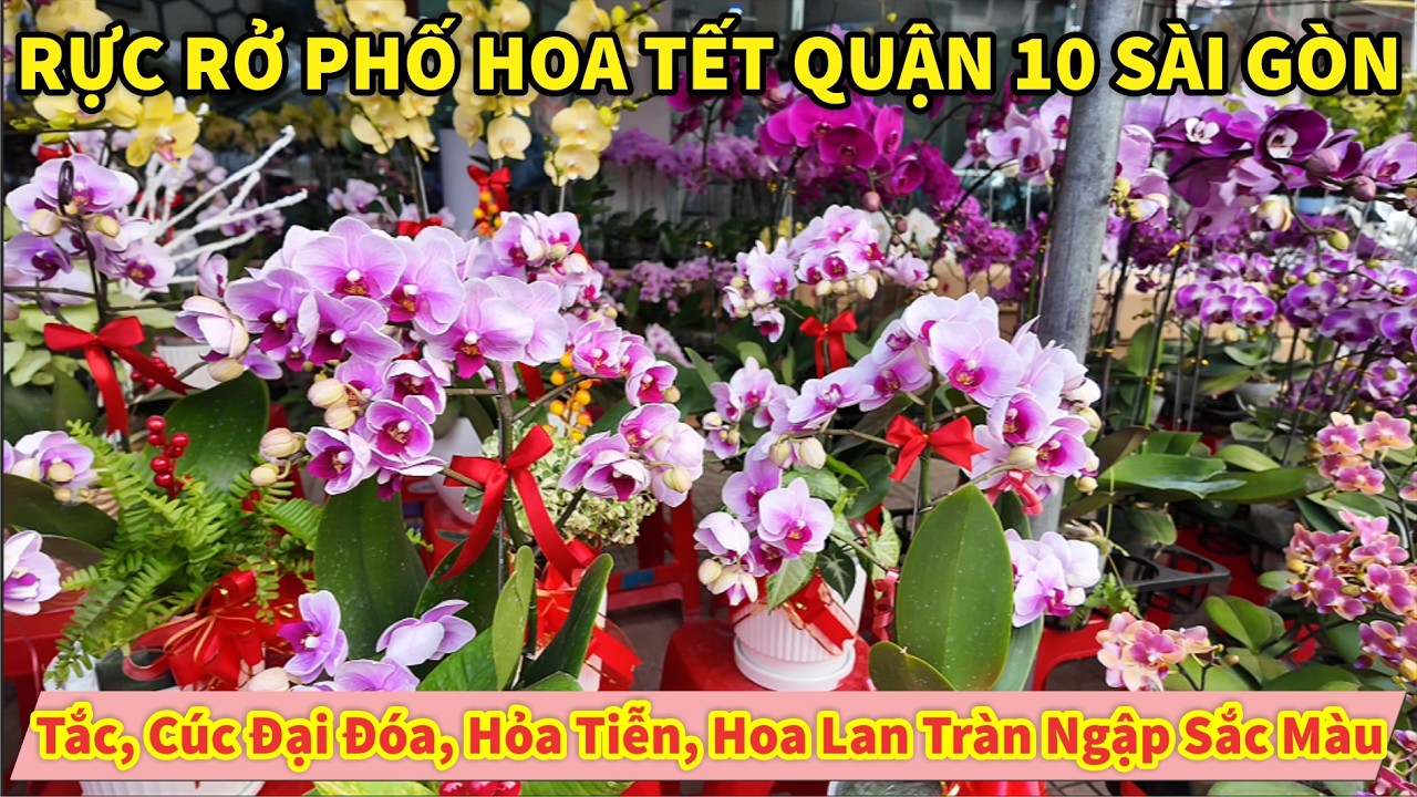 Rực Rở PHỐ HOA TẾT SÀI GÒN Tắc, Cúc Đại Đóa, Hỏa Tiễn, Hoa Lan Tràn Ngập Sắc Màu