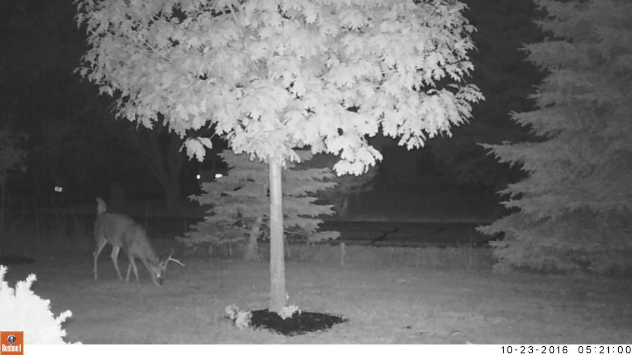 Stranger things caught on trailcam 1080p