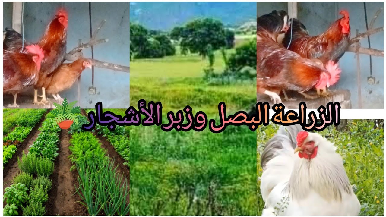 أسهل طريقة الزراعة البصل وزبر الأشجار 🪴 المختلفة 