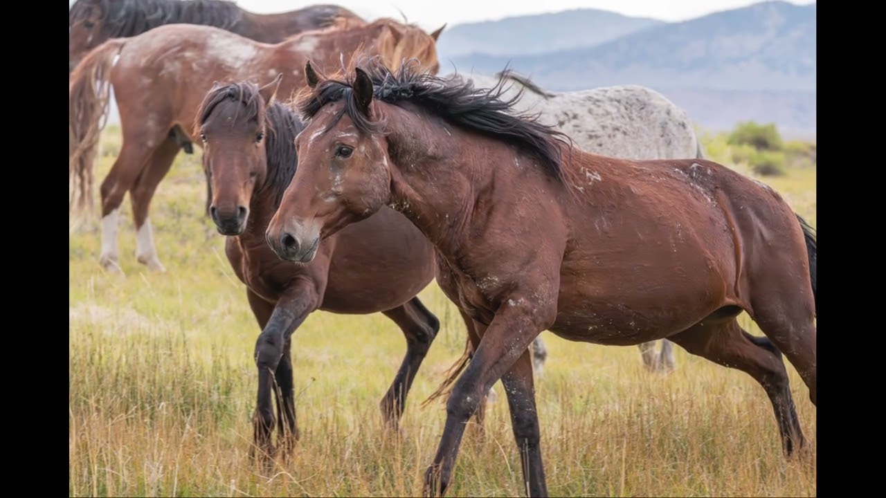 Mustangs of the Eastern Sierra Nevada