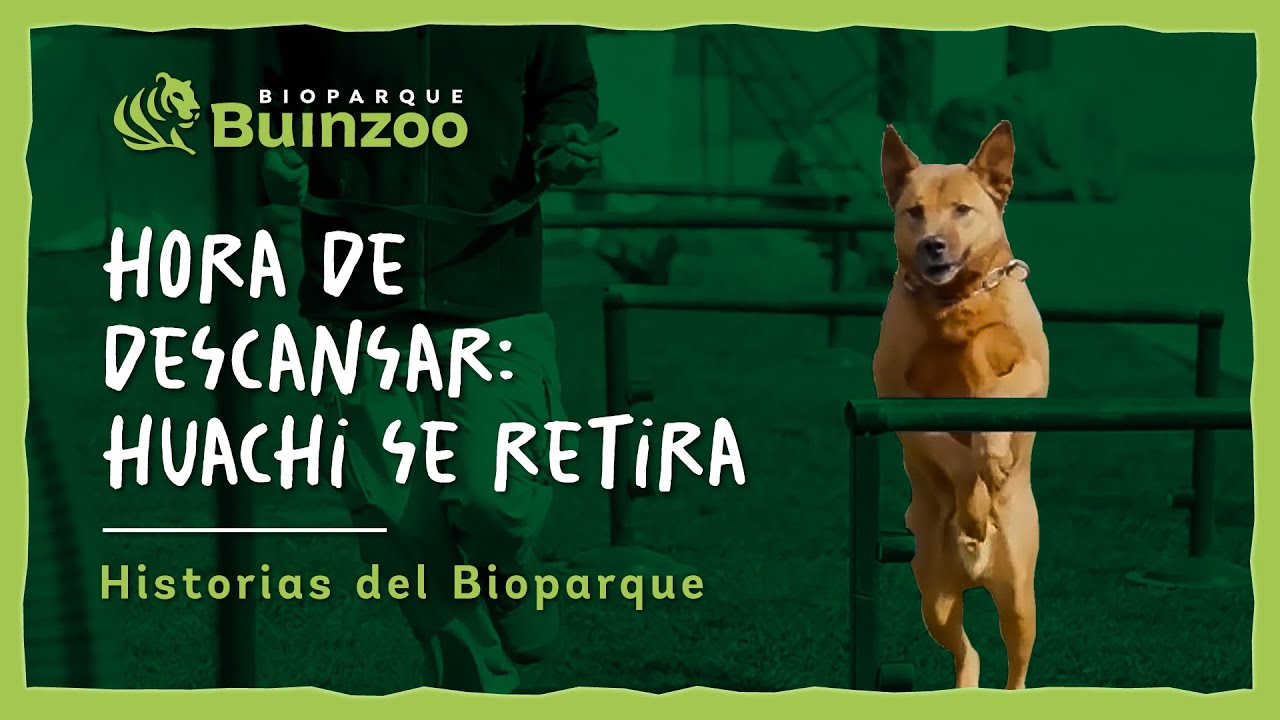 HISTORIAS DE BIOPARQUE - HORA DE DESCANSAR: HUACHI SE RETIRA