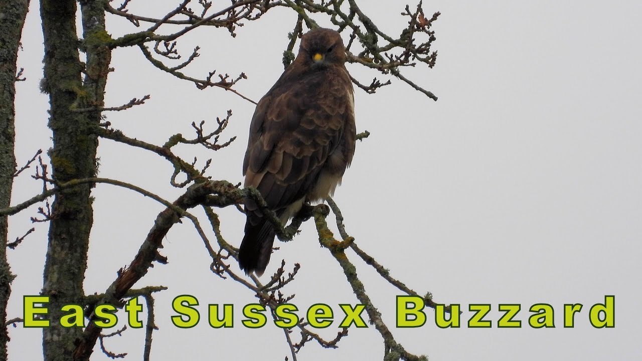 East Sussex Wildlife - Close up of a Buzzard in the garden