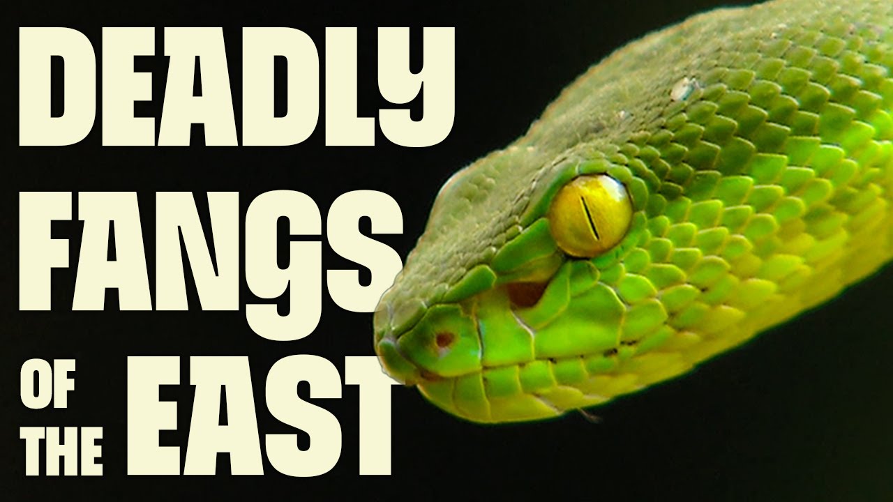 Venom Masters of Asia | FULL DOCUMENTARY | Asia's Deadliest Snakes | @Ultimate Nature Documentaries