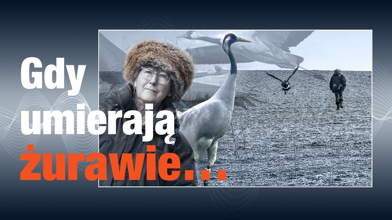 Żurawie nie giną przypadkiem...