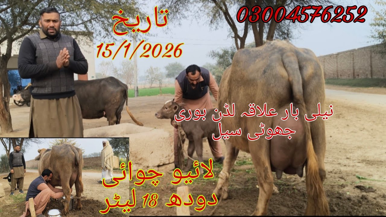 Neli ki high milking buffalo sale Okara Animal Tv 03004576252/151/2026/علاقہ لڈن لائیو چوائی