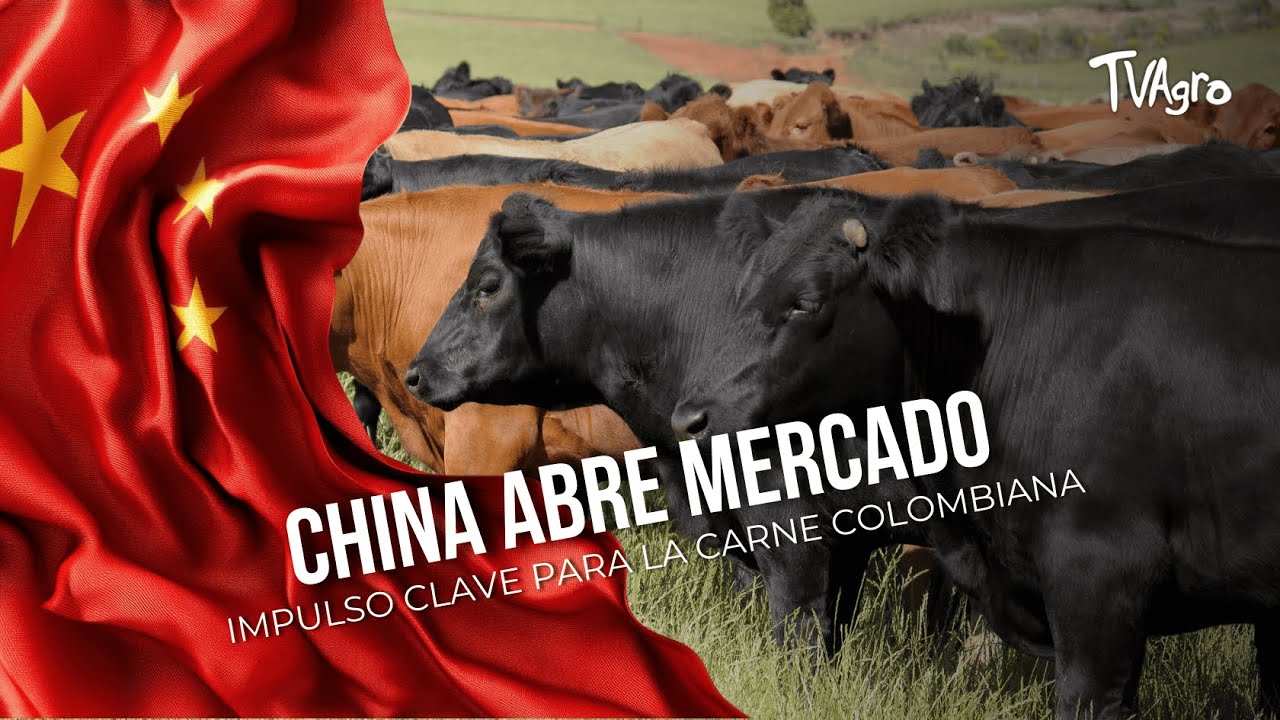 China abre mercado: impulso clave para la carne colombiana - TvAgro por Juan Gonzalo Angel