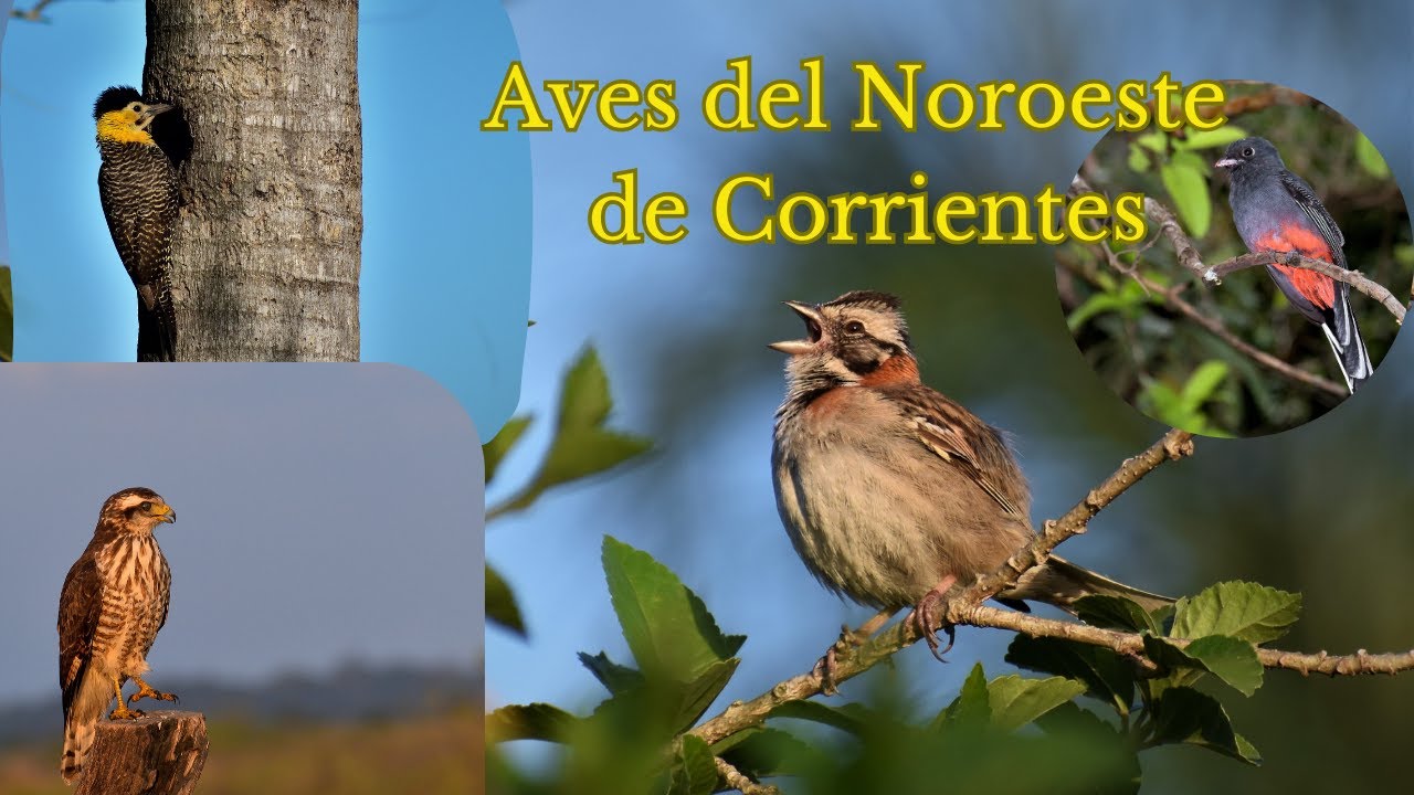 Aves de Corrientes y música relajante. Corrientes birds plus relaxing music￼
