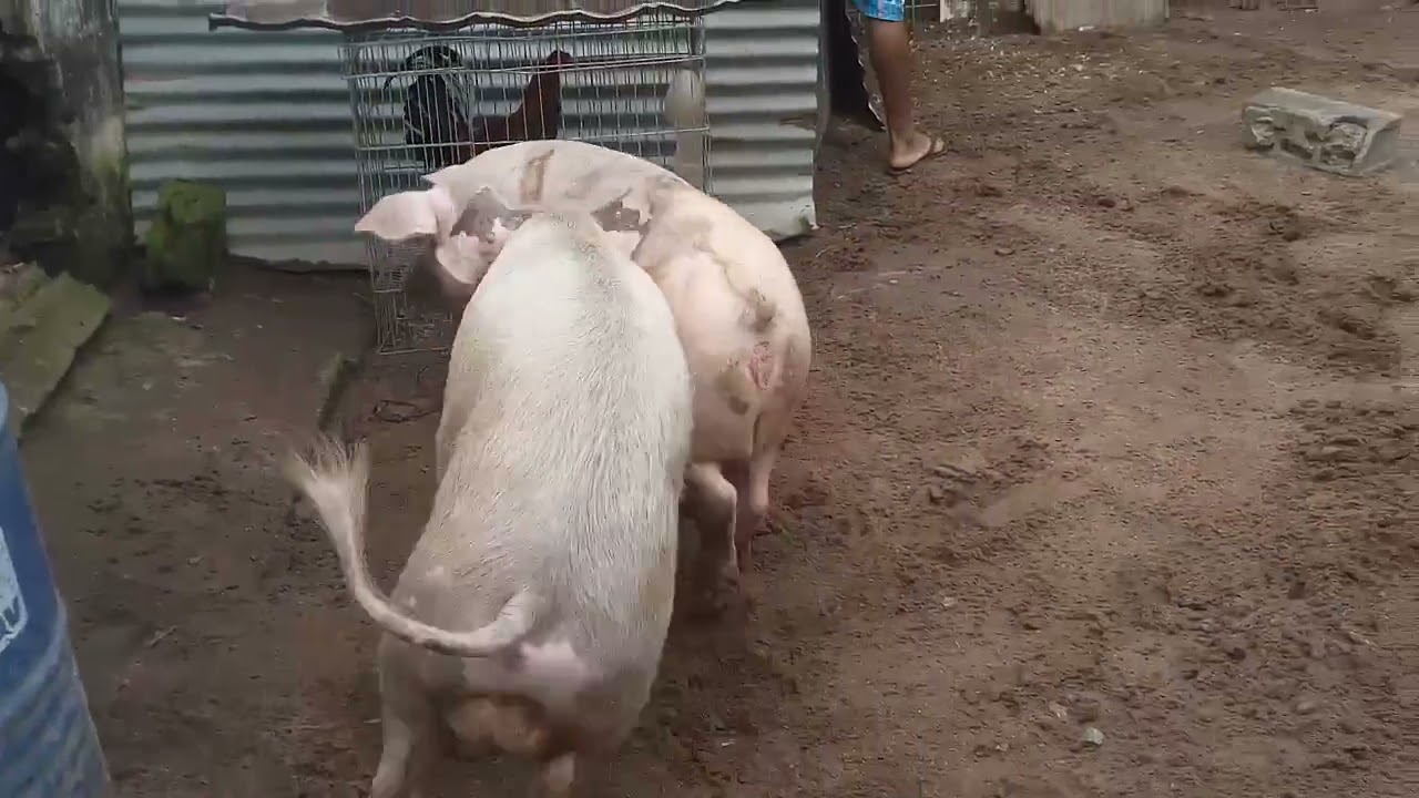 La mejor forma de poner en celo una cerda